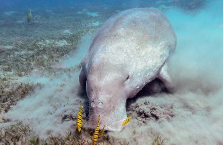 photo of Finding the Dugong - Snorkeling